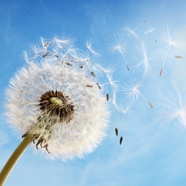 cloud-and-feather