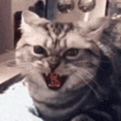 Tikkuu