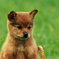weixin_43236722